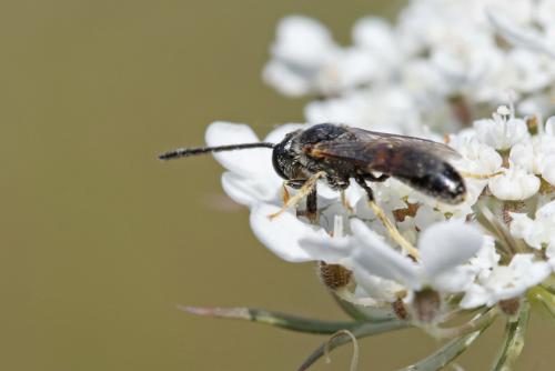 Lasioglossum laticeps